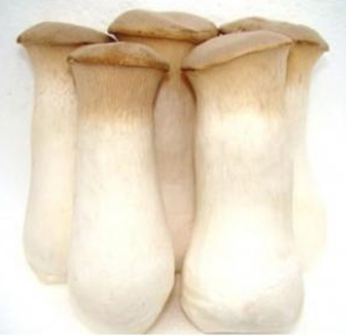 Dried pleurotus eryngii whole